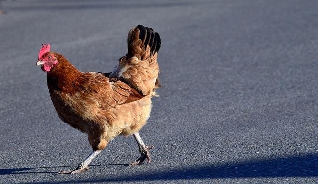 Image: Découvrez le Jeu de Casino En Ligne Chicken Road à France